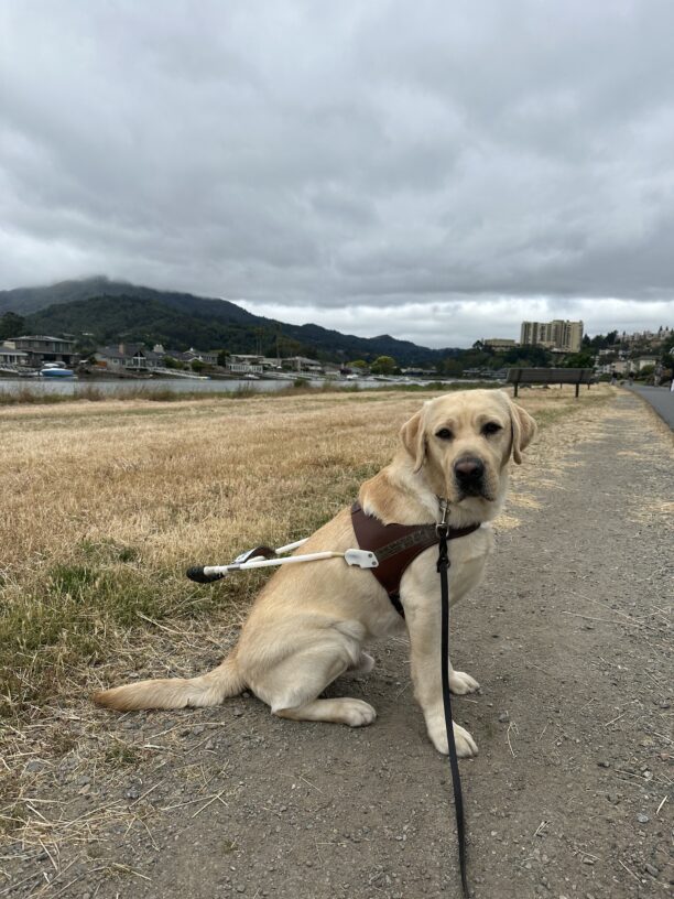 Penrose sitting to the side in harness with a field, hills, and clouds in the background.