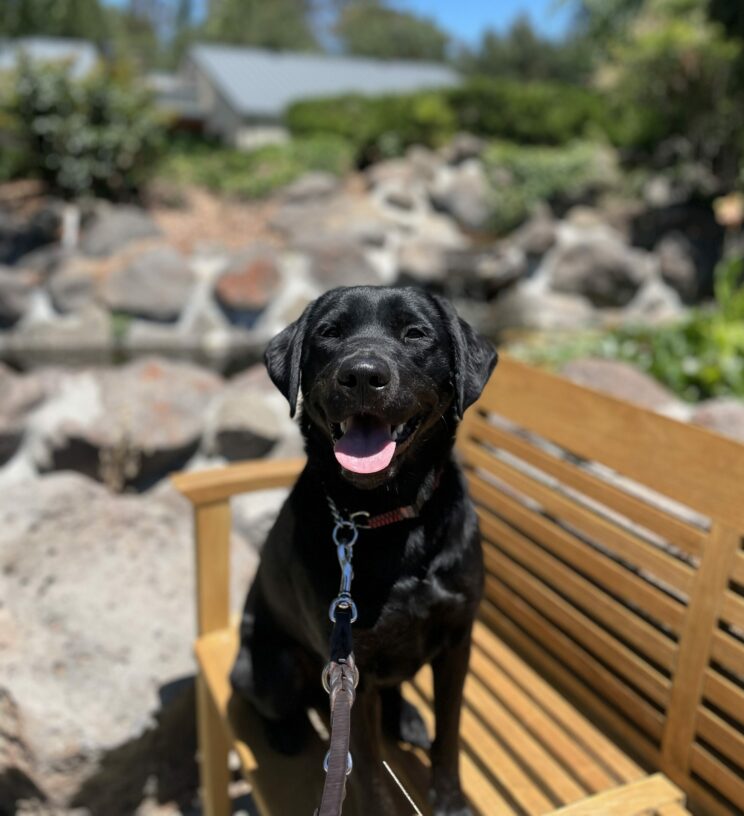 Brindle Labrador Pixie sits on a wooden bench, with a rocky pond blurred in the background. Pixie is smiling toward the camera with her tongue hanging out and her ears perked.