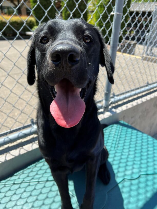 Black lab, Severus, is sitting on a green play structure in the community run area on the Oregon Campus. He is happy as can be and wears a big smile on his face with his tongue sticking out.