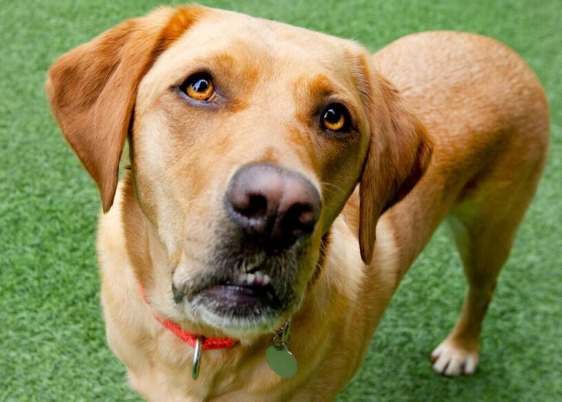 Up close portrait of yellow Lab Northstar