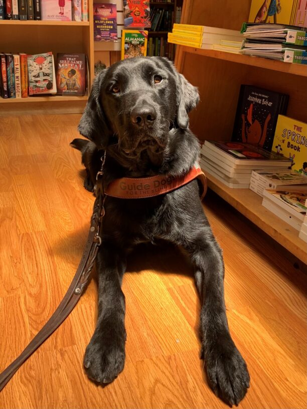 Fiddle is lying down in harness on a hardwood floor in front of bookshelves. He is sitting in a patch of sunlight and looks directly at the camera.