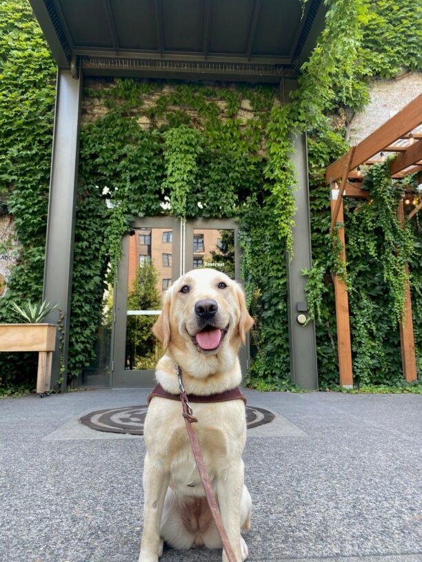 A yellow lab/golden cross looks into the camera with her mouth wide-open and a happy expression on his face. She is wearing a guide dog harness and has a brown outstretched leash around her collar. She sits on a cement walkway and behind her is a building with gray steel pillars with all of its walls covered in green ivy. Glass double doors that reflect the other buildings are directly behind.