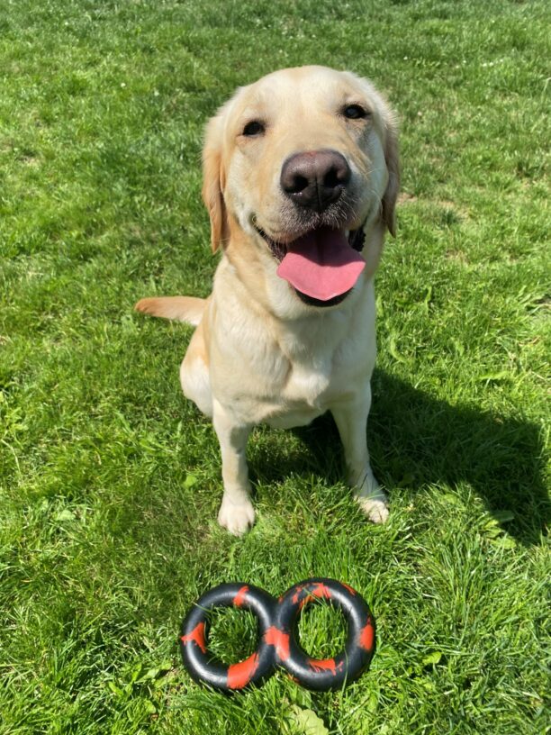 A yellow lab/golden cross sits in green grass with a black and red dog toy at her feet. She looks up into the camera with a happy expression on a sunny day. Her mouth is wide-open and her tongue is sticking out.