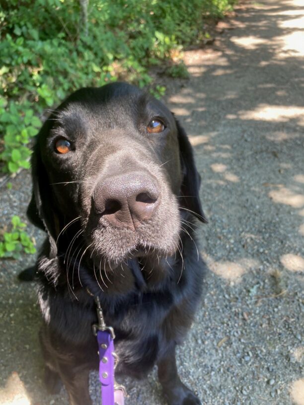 Journey sits on a hiking trail, his nose pointing towards the camera. The sun lights up his beautiful brown eyes.