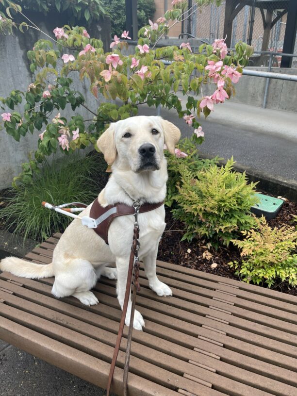Galley is sitting on a bench in a harness. There are luscious green plants and a tree with pink flowers behind her.