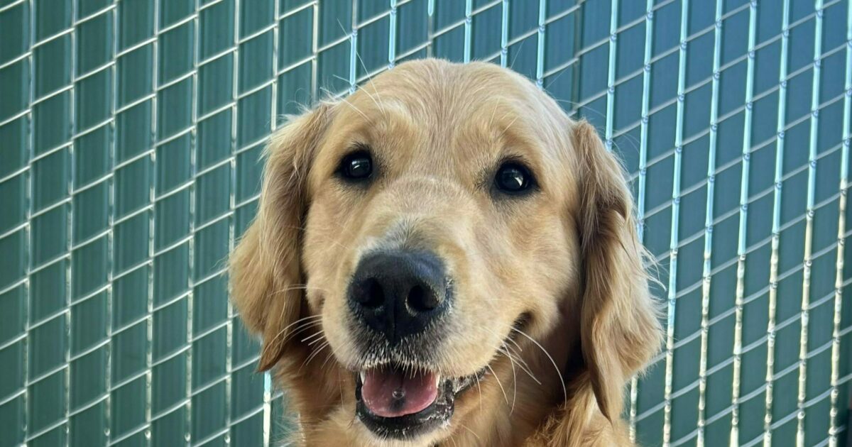 Babka 6J73 Guide Dogs for the Blind Pupdates