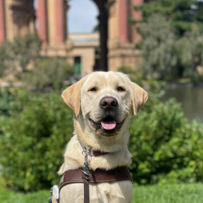 Arden is sitting in harness on the grass at the Palace of Fine Arts. He is facing the camera, smiling with his tongue out. The Palace of Fine Arts is blurred in the background.
