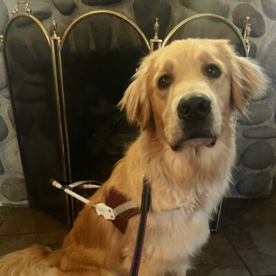 Bart sits in harness in front of a stone fireplace, his first time visiting a coffee shop during training