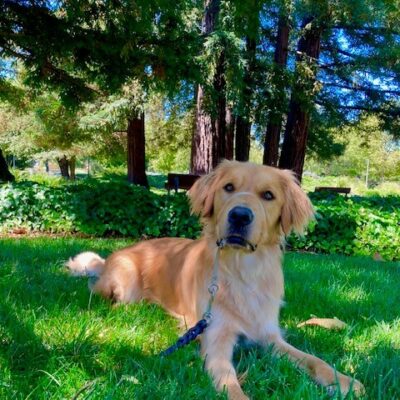 Bayou, a male long-haired Lab/Golden cross, lays in the grass looking at the camera with a perked and playful expression. He is wearing a tan head collar and there are green bushes and Redwood trees in the background.