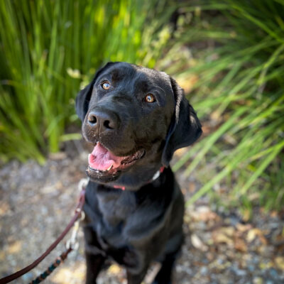 Black Lab, Bevan sits smiling on a shady gravel patch in front of bright green plants.
