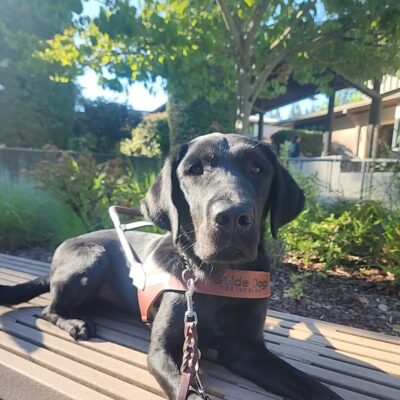 Esker lies down on a bench, in harness, on the Oregon campus. He is looking into the camera with a calm expression.