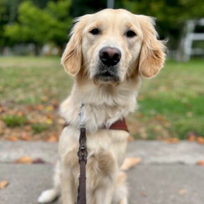 Azalea sits in harness looking directly at the camera. There is a green lawn with trees blurred in the background.