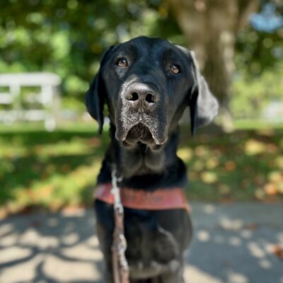 Bruno sits in harness in front of a green lawn with trees in the background. He has a calm look on his face and he is dappled in sunlight coming through the trees.