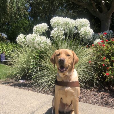 Burt, a dark yellow Labrador Retriever, sits with his harness on facing the camera. His mouth is open, seemingly smiling. Behind him are white and red flowers surrounding him.