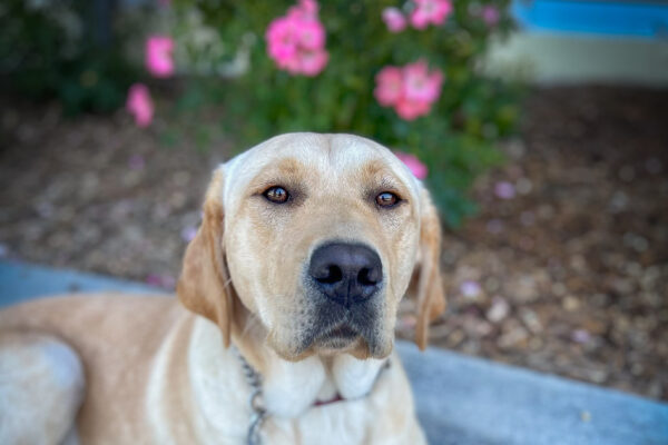 Yellow Lab Beauty lays on a shady cement path in front of bright pink roses.