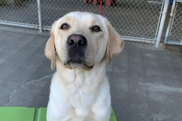 Female yellow lab, Debbie, sits on a green play structure looking at the camera.