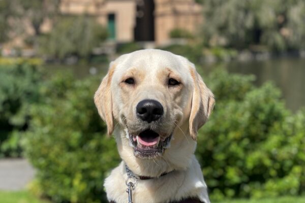 Marley is sitting in harness on the grass at the Palace of Fine Arts. He is facing the camera, smiling with his tongue out. The Palace of Fine Arts is blurred in the background.