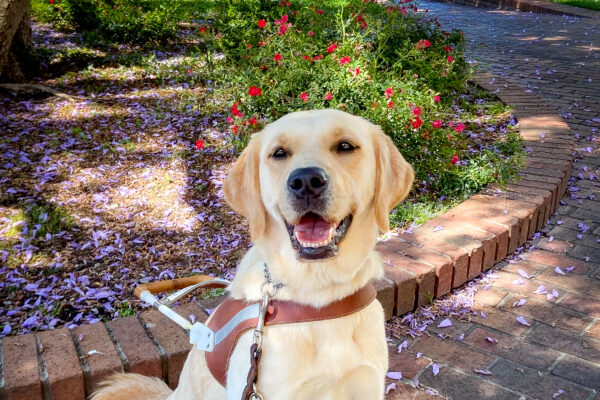 A smiling yellow Lab/Golden Cross, Mystique, sits in harness on a brick pathway sprinkled with purple flower petals.