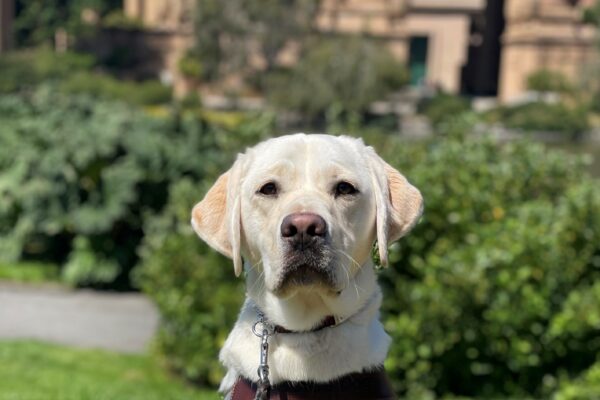 Tulia is sitting in harness on the grass at the Palace of Fine Arts. She is facing the camera with her ears perked and a thoughtful expression on her face. The Palace of Fine Arts is blurred in the background.