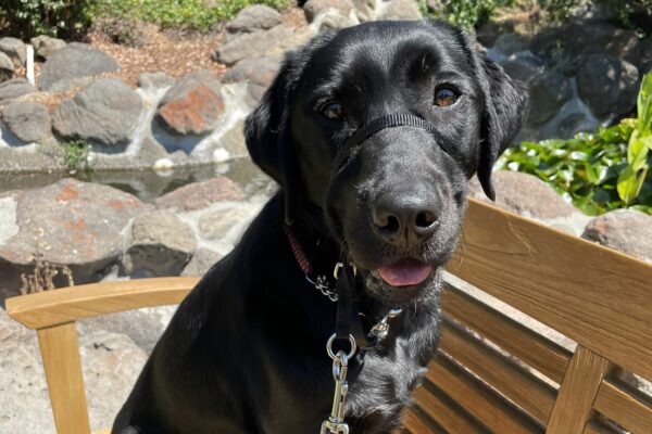 Black Labrador Verona sits in the sunshine on a brown wooden bench in front of a rock water garden, smiling at the camera.
