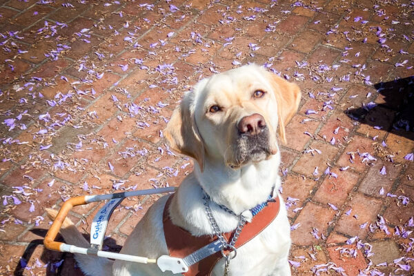 Yellow Lab, Vintner sits in harness on a brick pathway along the grass sprinkled with purple flower petals.