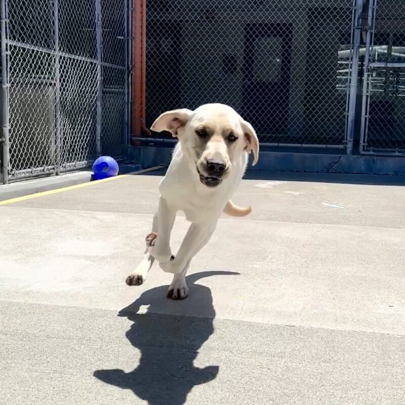 Oak running on cement toward the camera with his ears flapping.