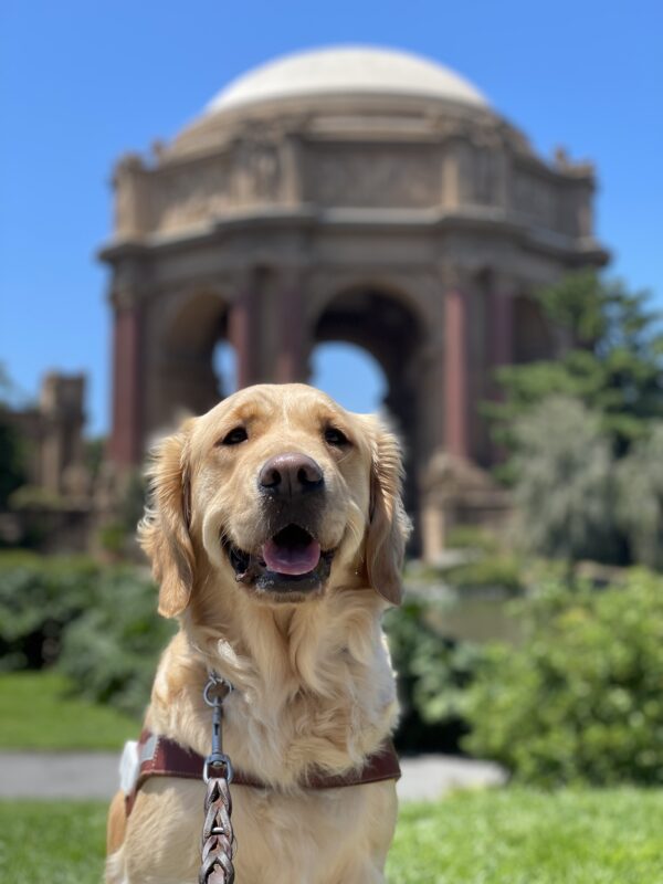 Photo is a close up of golden cross female Bayshore sitting in front of the palace of fine arts in harness with an open mouthed smile on his face.