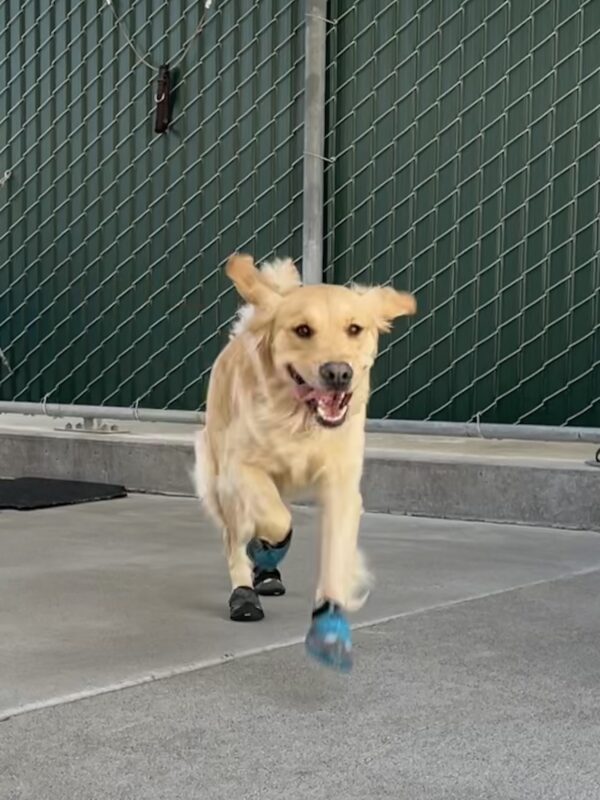<p>Photo is of Bayshore running happily toward the camera in community run with teal booties on her front feet and black booties on her back feet.</p>