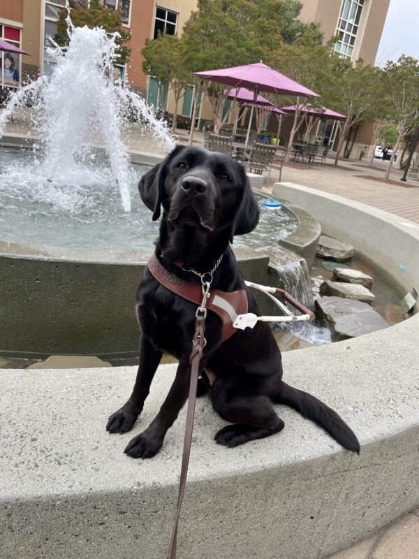 Rosa, a female black Labrador Retriever sits on a cement wall in harness and gazes at the camera. Behind her is a large running water fountain, trees and outdoor patio furniture with purple umbrellas.