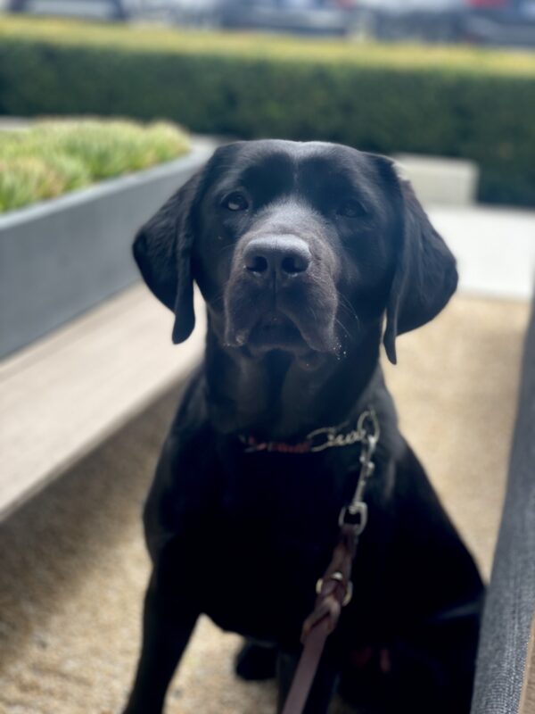 A close up photo of Rosa, a black female Labrador Retriever sits and gazes directly at the camera. Behind her are green bushes and plants on a coffee table.
