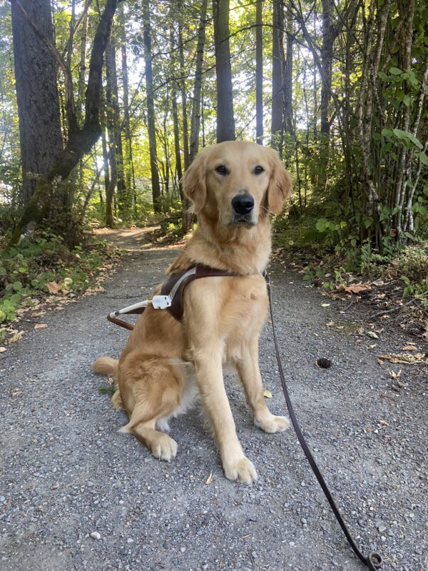 Ari is sitting on a gravel pathway surrounded by trees and green shrubbery. He wearing his harness while looking at the camera.