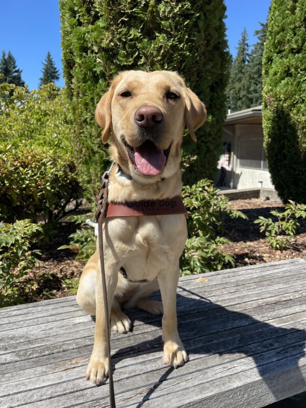Keiko (a small yellow Labrador retriever) sits on a bench on the Oregon campus. She is wearing a guide dog harness and facing the camera with her tongue hanging out. In the background are some green bushes and foliage