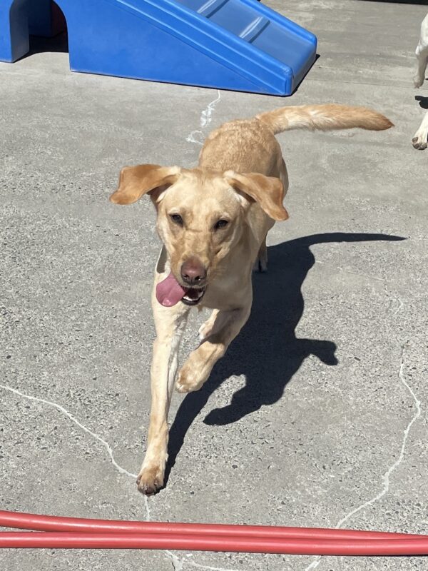 Keiko runs towards the camera with her tongue hanging out to the side while playing in community run.