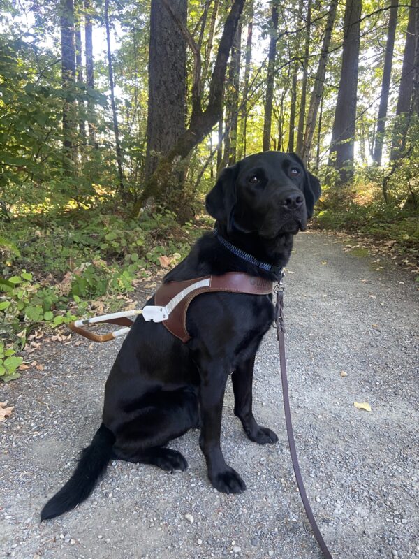 Houston is sitting on a gravel pathway facing the camera wearing his harness. Trees and green shrubbery is in the background.