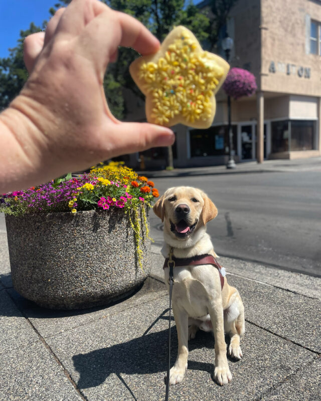 Mario, a yellow male lab, looks sits in front of a planter with vibrant flowers. his mouth is open in a smile and I am holding a yellow star cookie above his head.