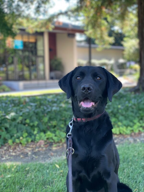 Fjord, a male black Labrador Retriever, sits regally on green grass in front of the Residence Hall on the California campus. Green trees and shrubbery are in the background, Fjord has a happy, open-mouth smile.