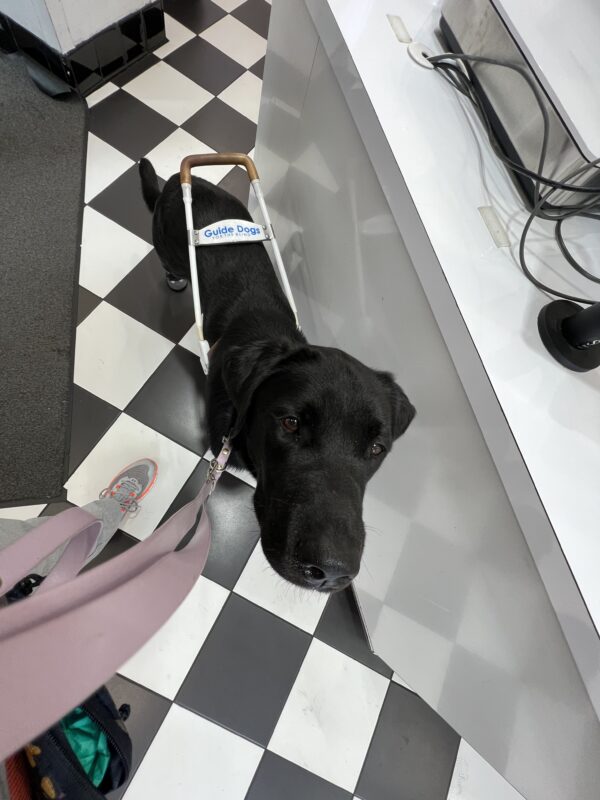 Bird’s eye view of Germaine standing in front of a counter of See’s Candies while he wears his harness. Their classic checker tile is underfoot.