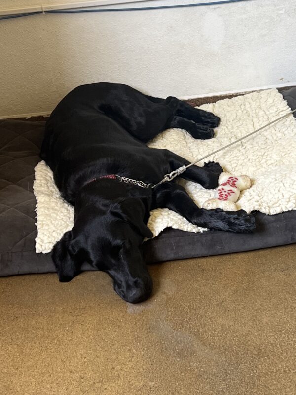 Tahoe is taking a restful nap after a long training day on tie down at one of our office spaces. There is a nylabone next to her that she was chewing.