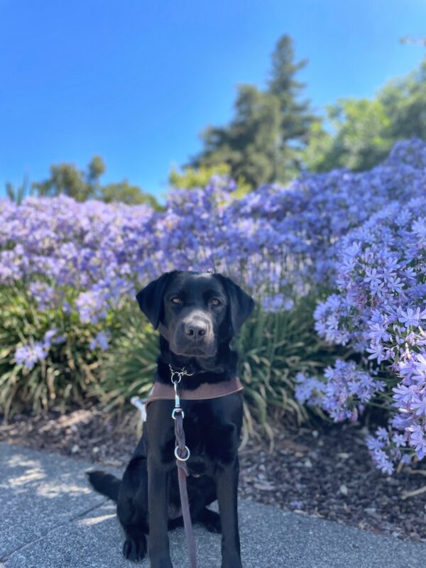 <p>A female black lab is sitting in front of purple flowers. She is wearing her leather GDB harness and has a serious expression on her face.</p>