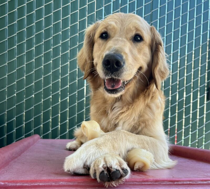 Golden retriever Babka is laying on top of a red play structure. Her paws are crossed, holding a Nylabone between them. She is looking at the camera and smiling.