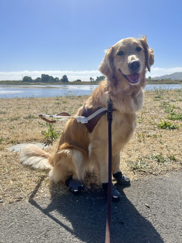 Golden retriever Babka sits in harness on a paved pathway with her tongue out. She is wearing boots on all four paws. In the background is a marsh and a field of browning grass with patches of yellow flowers.