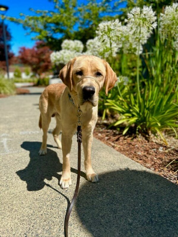 Belvedere, a male yellow Lab, stands on a pathway looking at the camera with a perked and serious expression. Alongside the path are large green plants in bloom with white flowers.