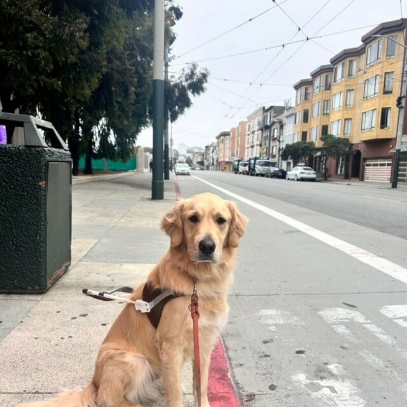 Bennett, in harness, sits looking at the camera. A San Francisco street and colorful apartments are in the background.