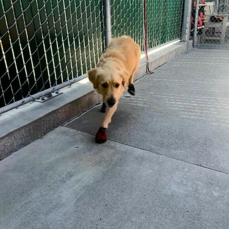 Bennett runs in community run while wearing booties on his feet. He is mid-stride with a back foot in the air.