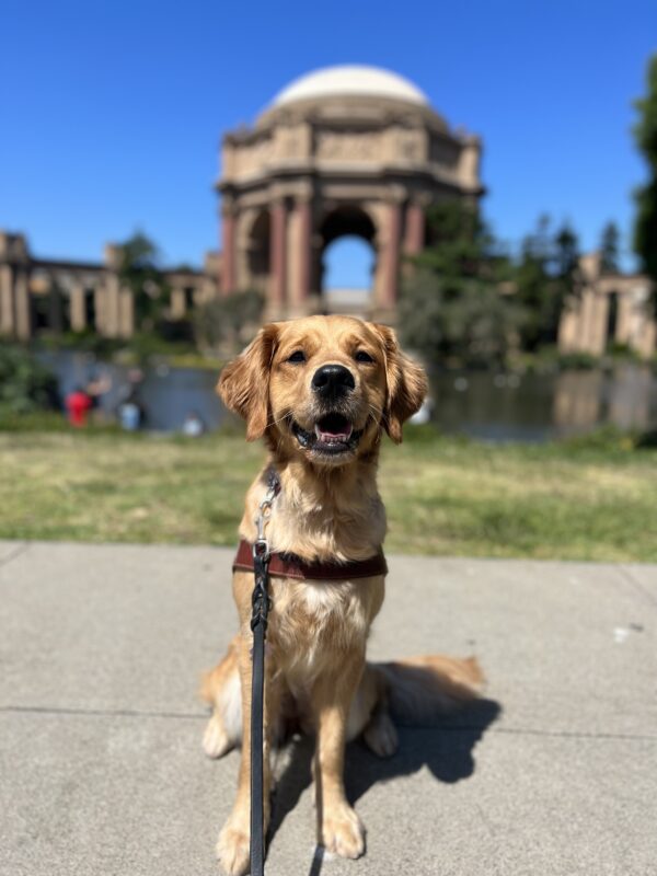 BettyRose sits in harness looking at the camera with her mouth open. Behind her is the Palace of Fine Arts in San Francisco on a bright sunny day.