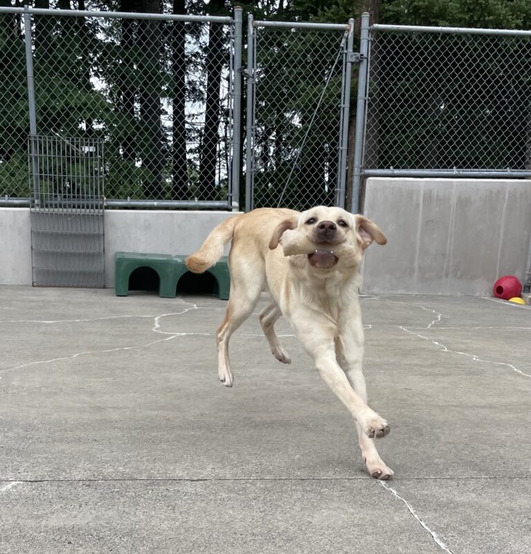 <p>Yellow lab Bijou runs towards the camera with a bone in her mouth and her ears pulled back</p>