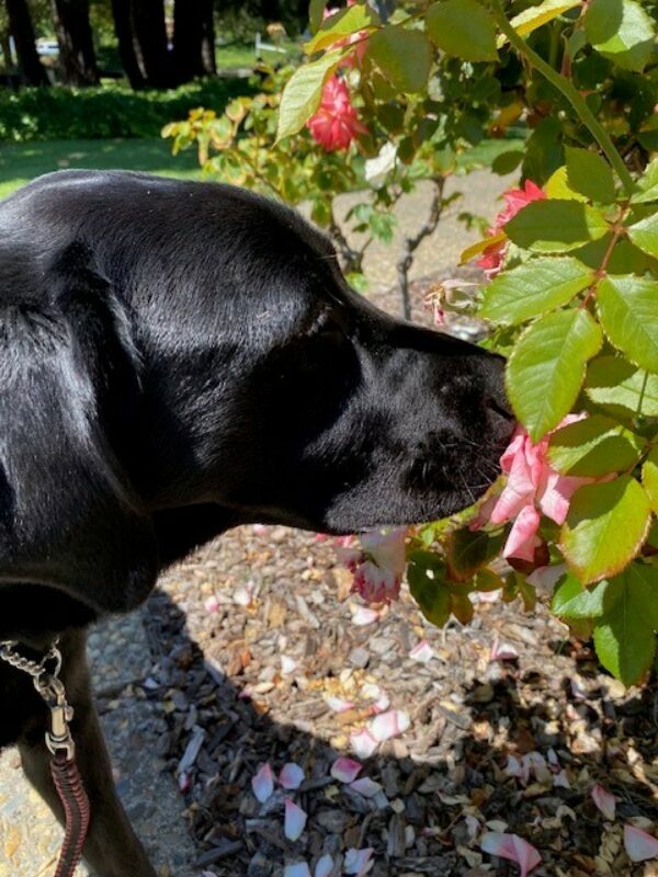 Brady, a black lab male, literally stopping to smell the roses.  The photo is a side profile shot of him sniffing a pink rose.