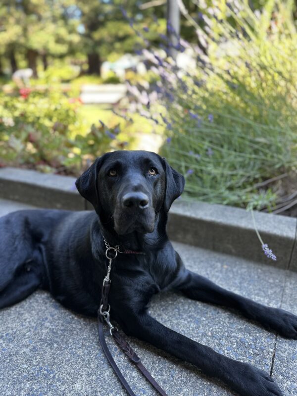 <p>Black Labrador Cello lies on a campus walkway with blurred trees and lavender bushes in the background.  Cello is looking up at the camera.</p>