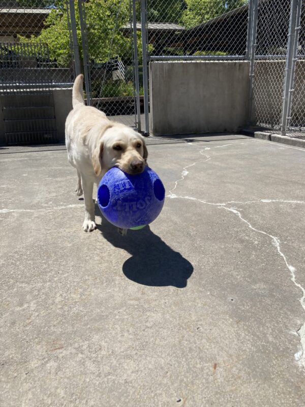 Cliff trots across Community Run with a bright blue Jolly Ball in his mouth.