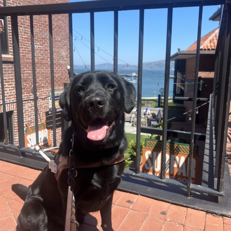 Cosmo is wearing his harness and gazing at the camera with a happy smile on his face. He is sitting in front of a railing overlooking the San Francisco bay and a brick building in Ghirardelli Square.